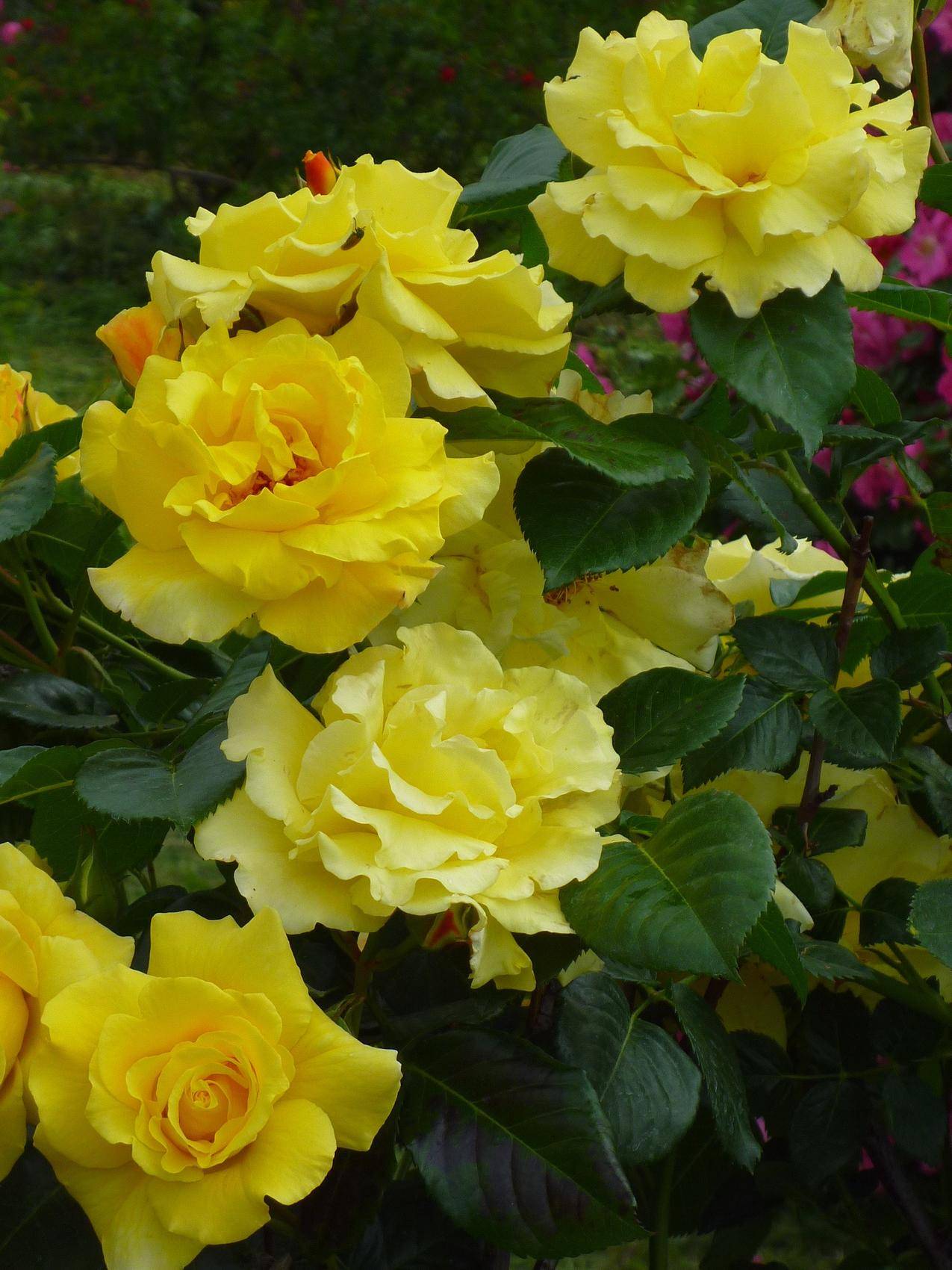 黄色的玫瑰高清图片