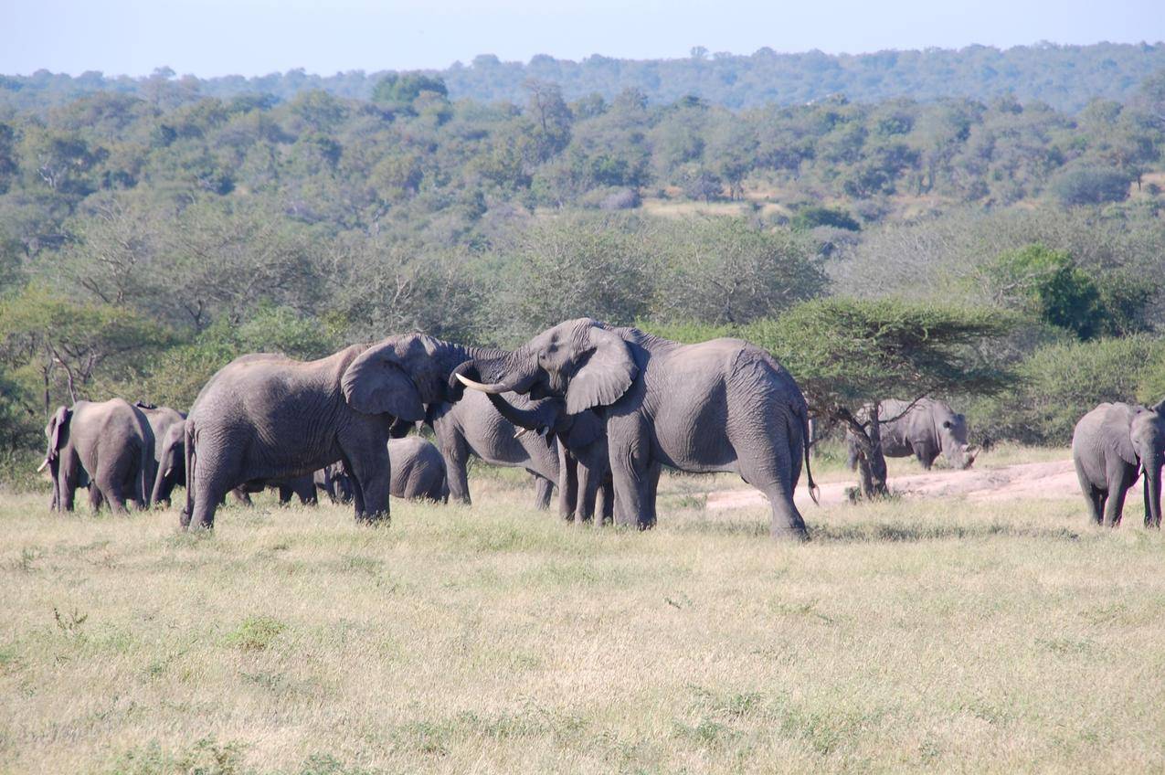 非洲大象群的高清图片