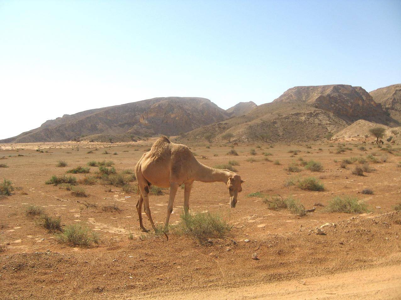 荒漠的骆驼高清图片