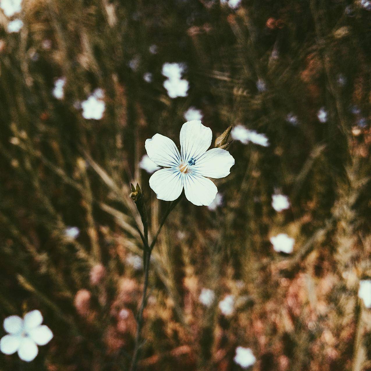 White,Petaled,Flower在特写镜头