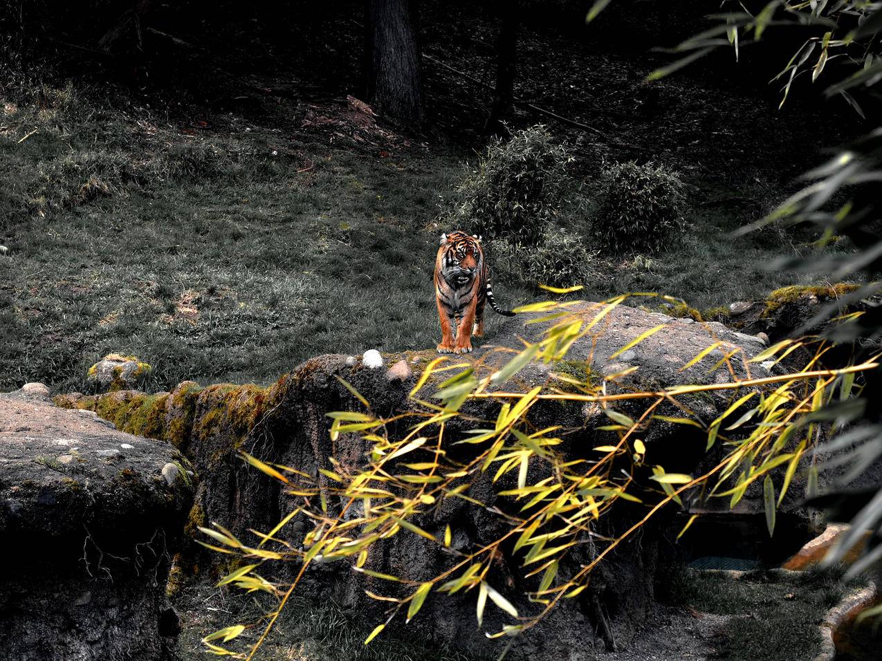 岩石上的老虎