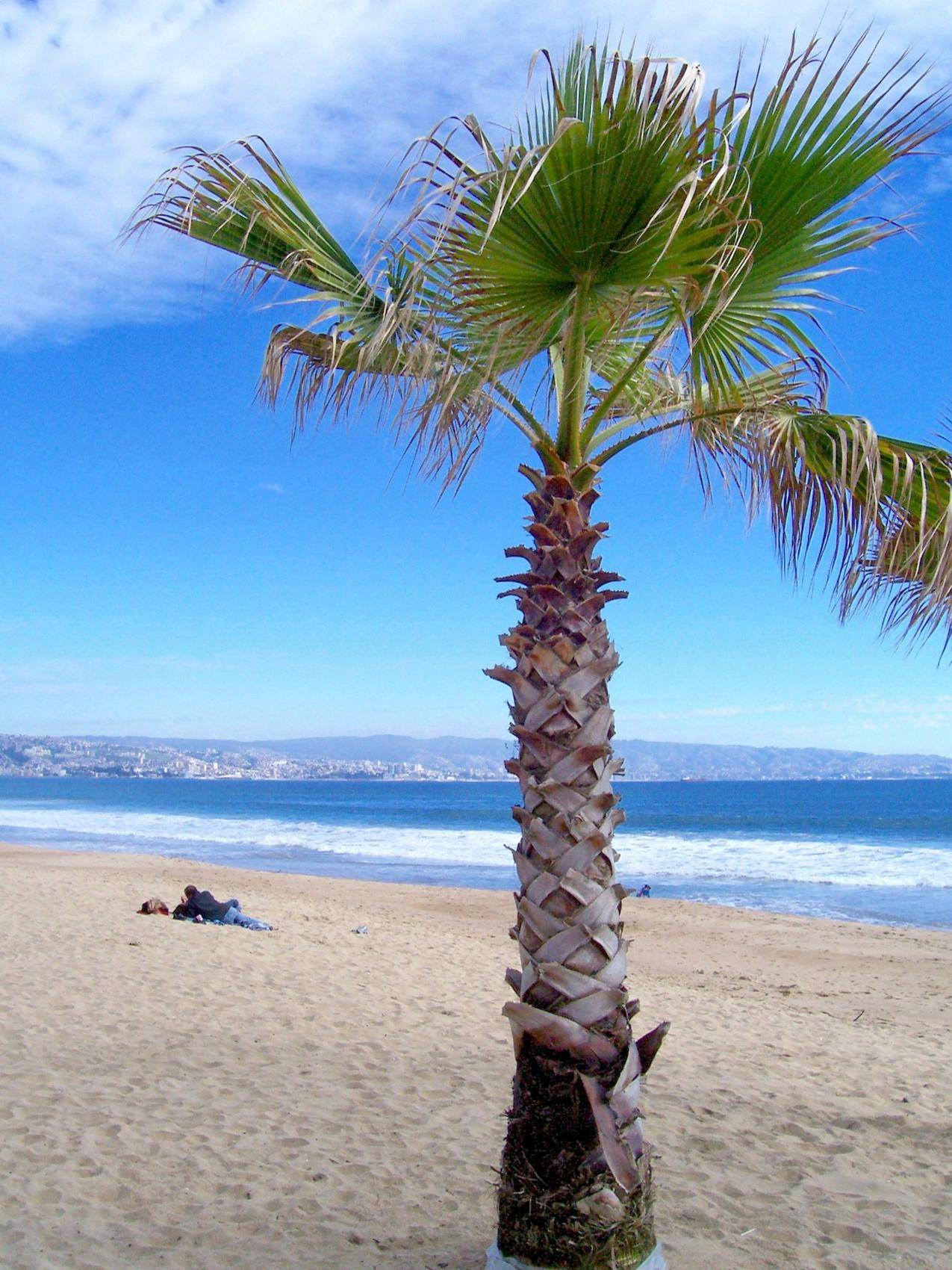 夏季,海滩,棕榈树,大海,海岸,4K风景壁纸-千叶网