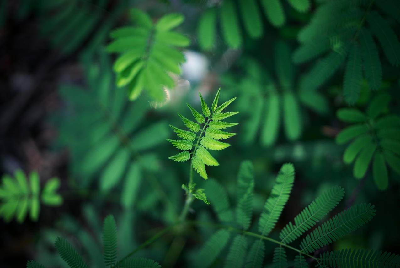 绿叶植物4k壁纸