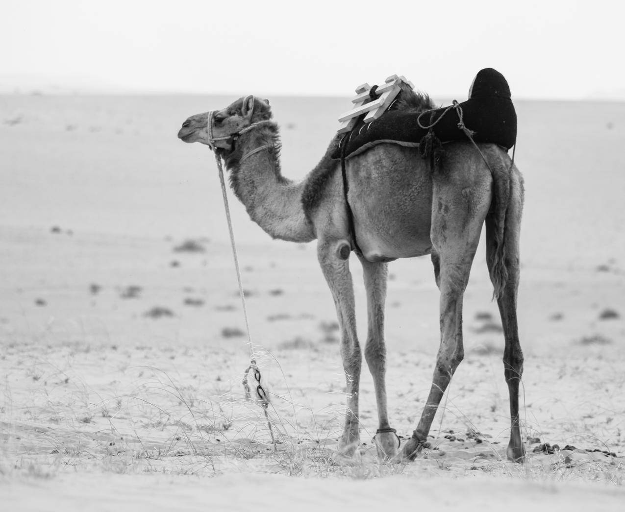 骆驼黑白照片