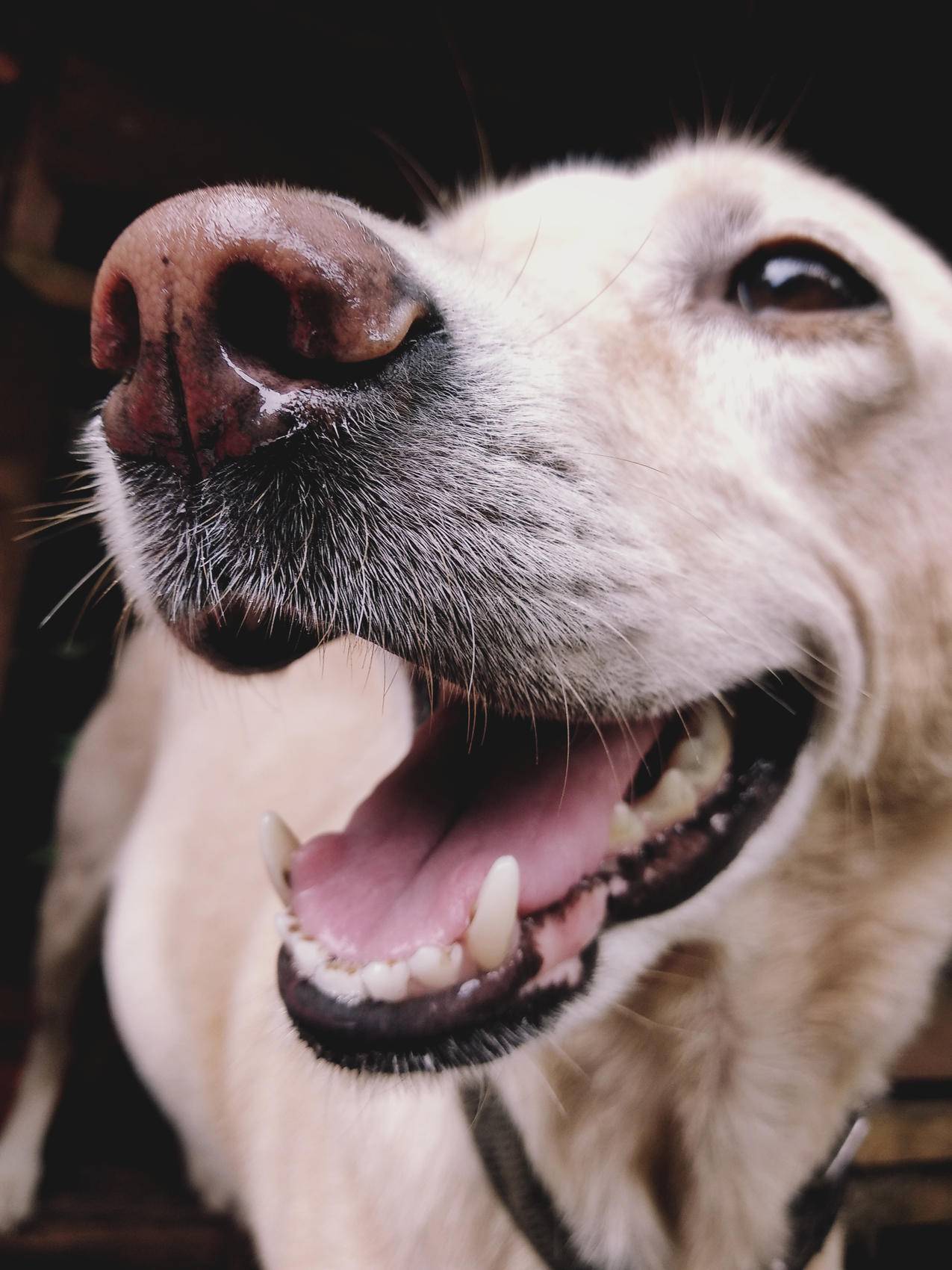 拉布拉多猎犬的狗