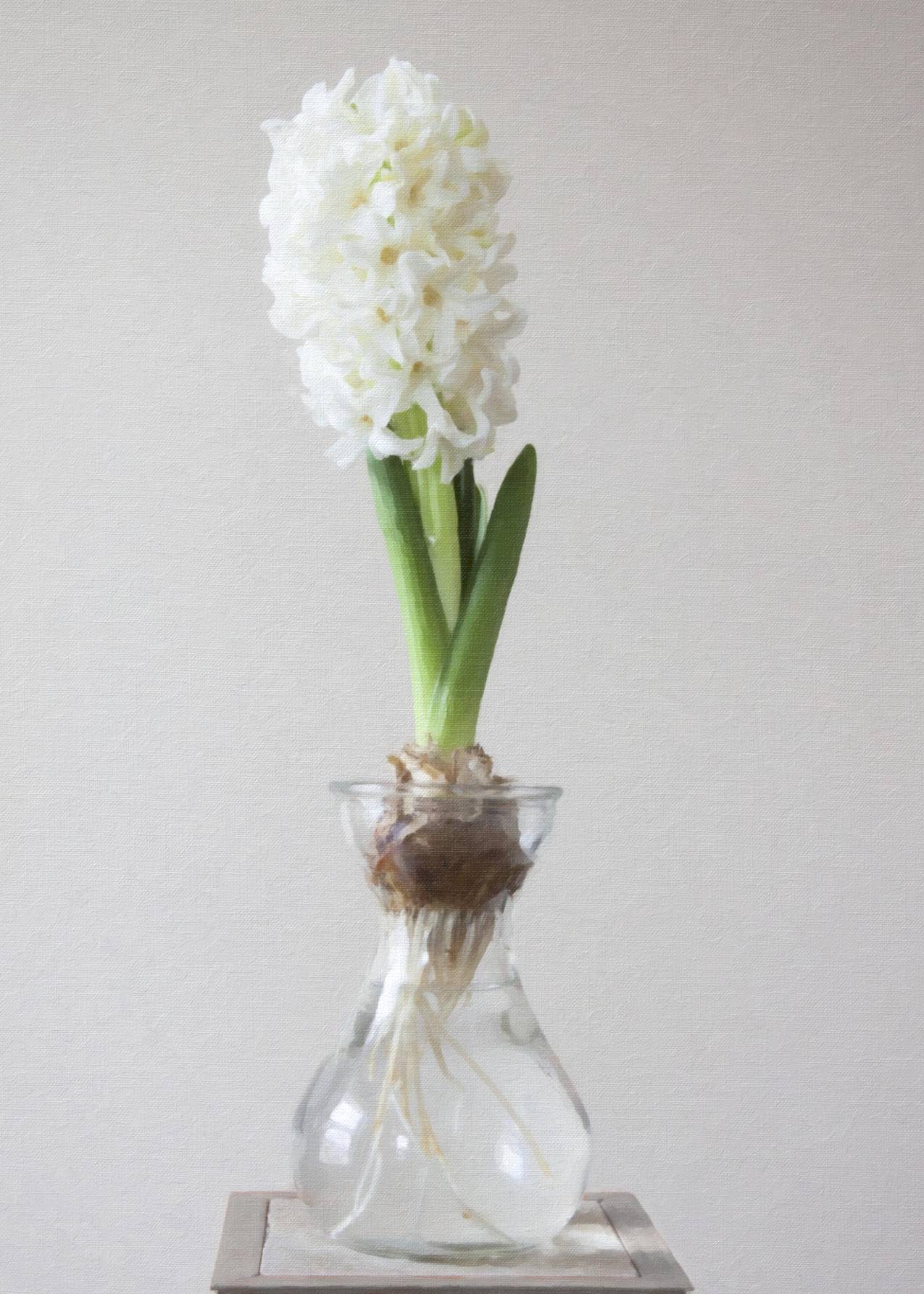透明玻璃花瓶上的白花摄影
