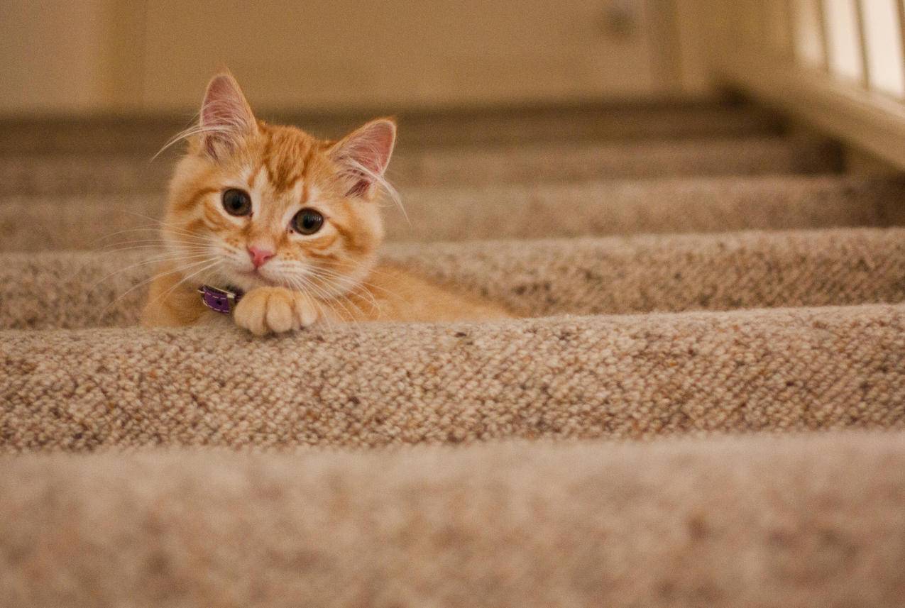 灰色楼梯上的橘斑猫