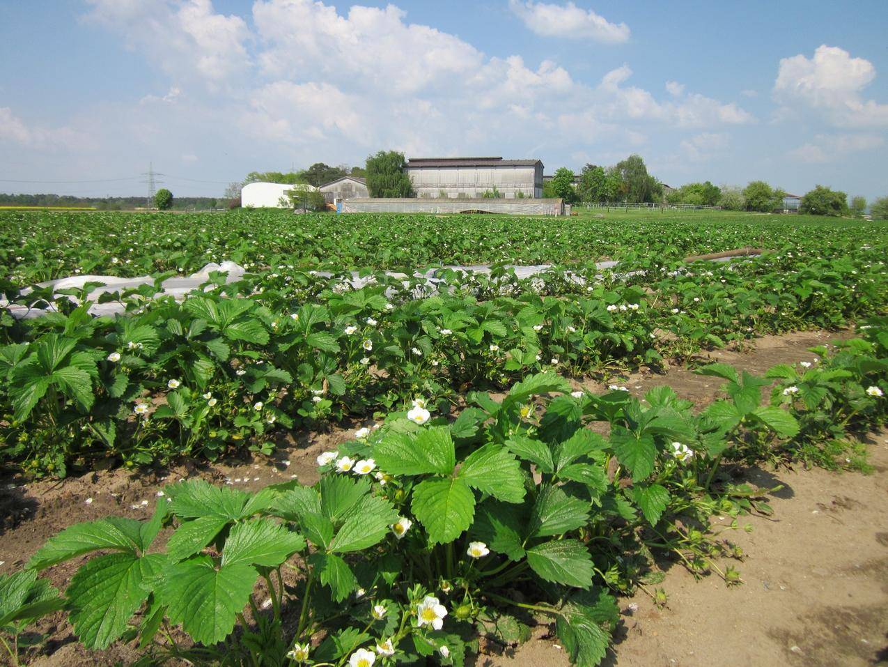 草莓种植基地高清图片