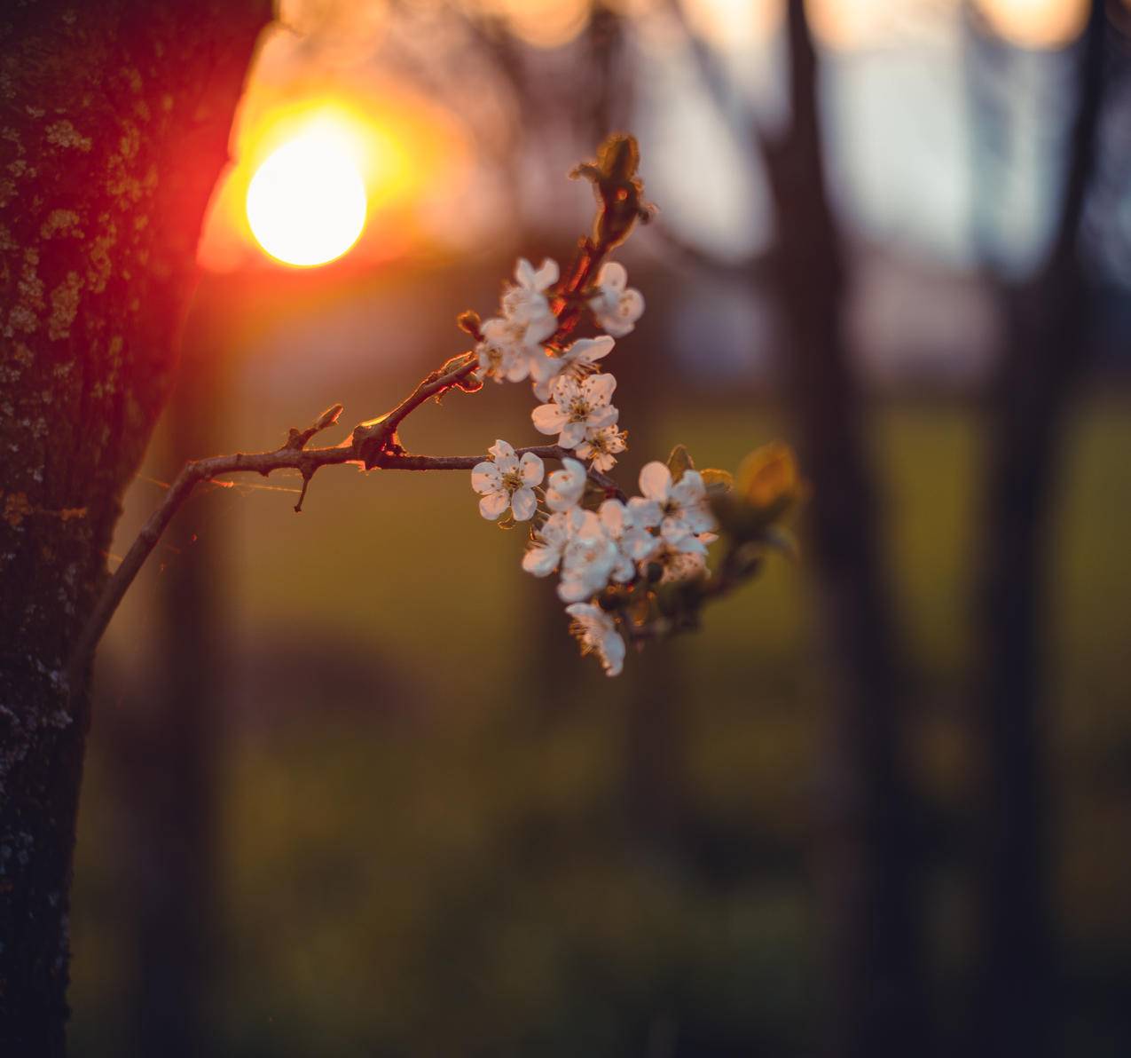 White,Flower的特写摄影