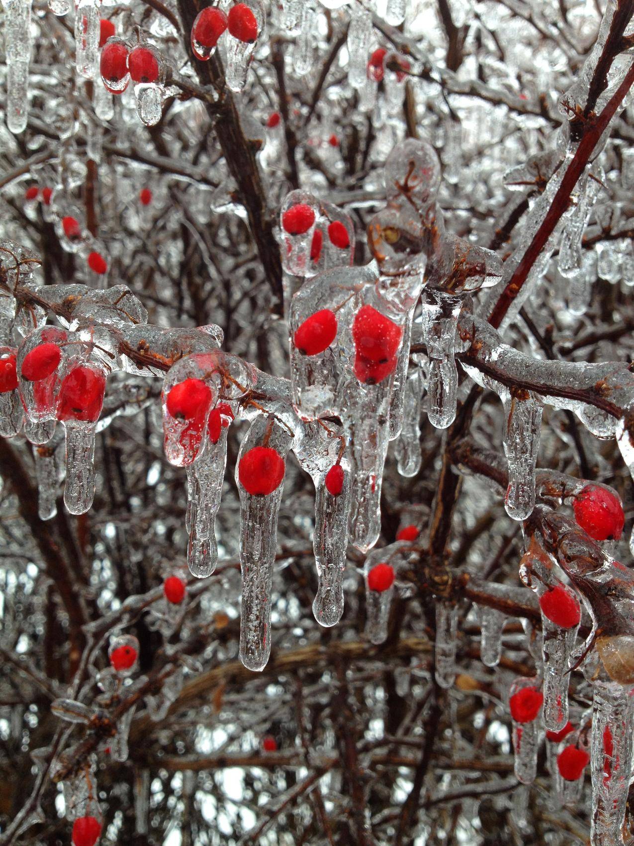 cc0可商用高清的自然图片,红色,冬季,冷冻