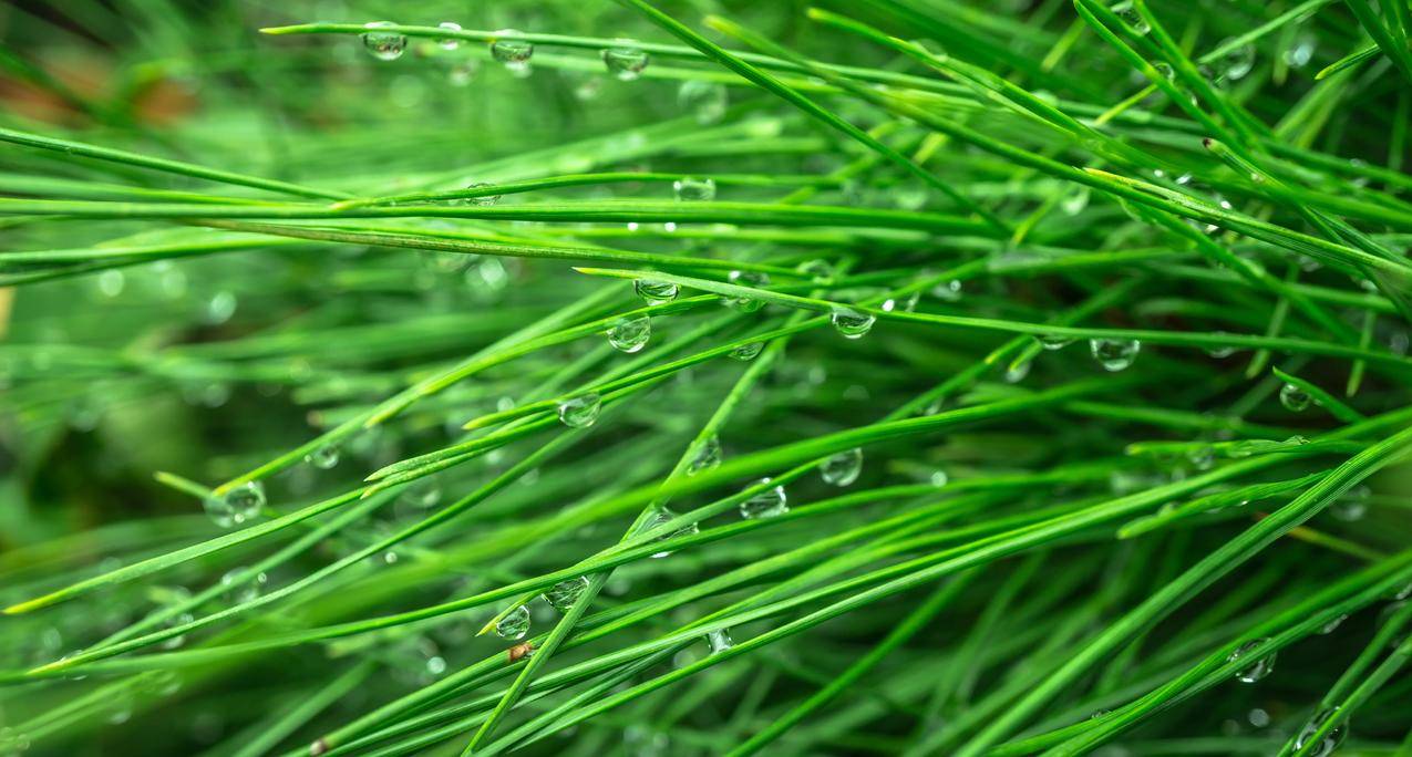 水,草,草坪,树叶cc0可商用图片