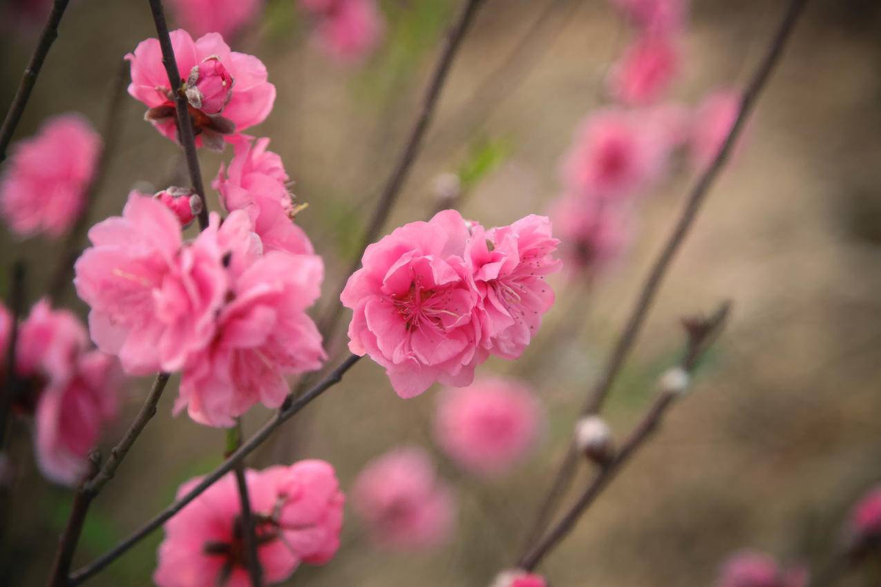 Pink,Petaled,Flowers的选择性聚焦摄影