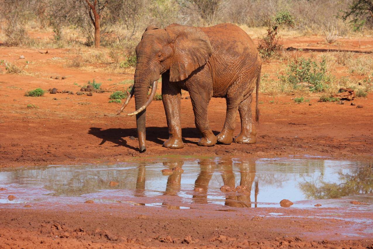 泥塘,大象高清图片