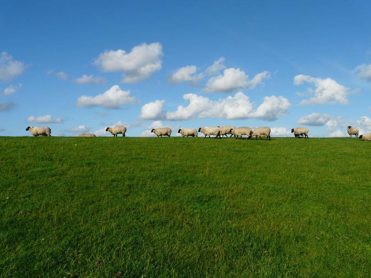 草地上的11只白羊