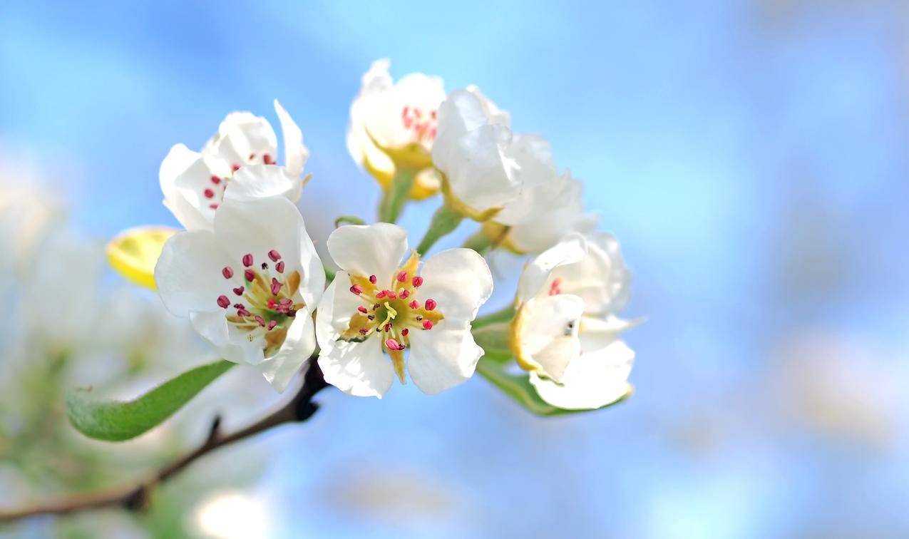 白色花瓣花红色和黄色柱头的特写高清图片