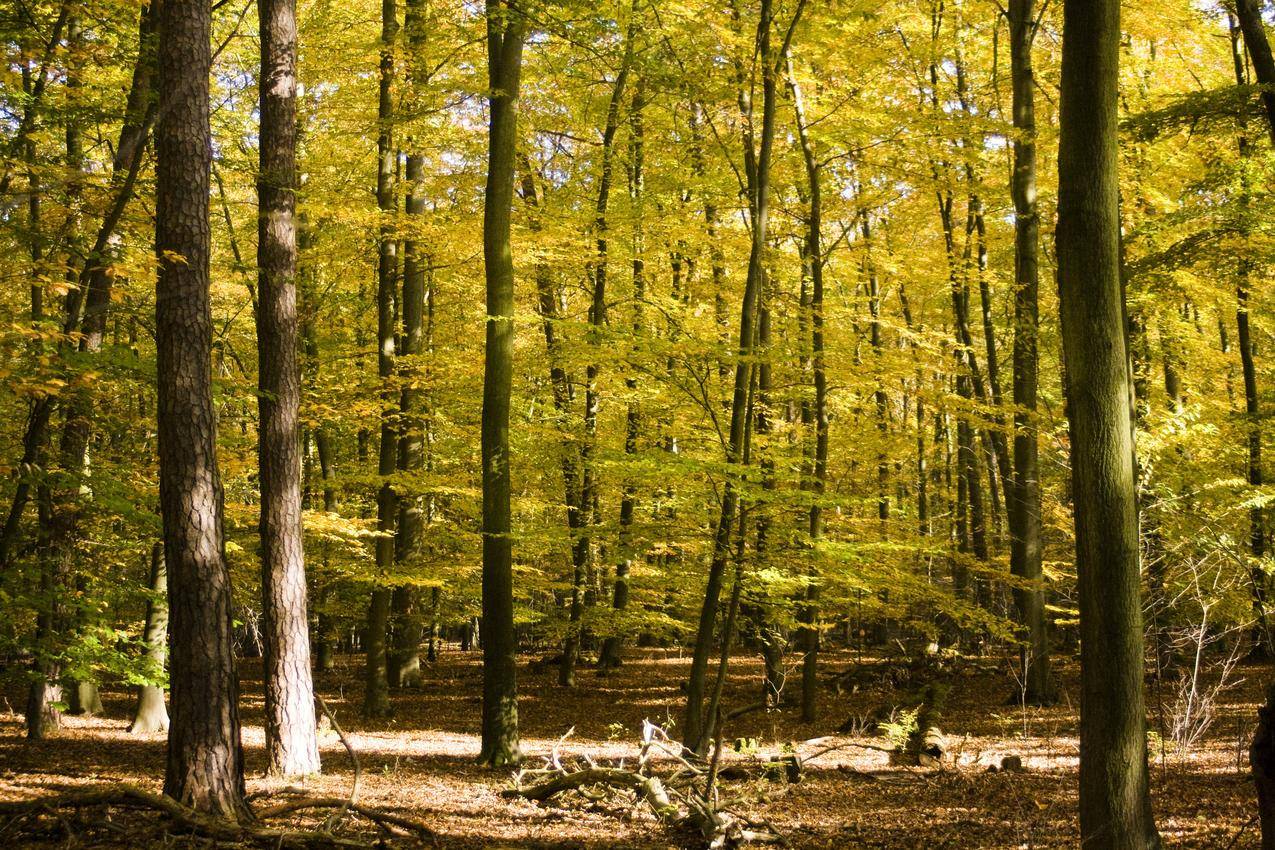 秋天的树林高清图片