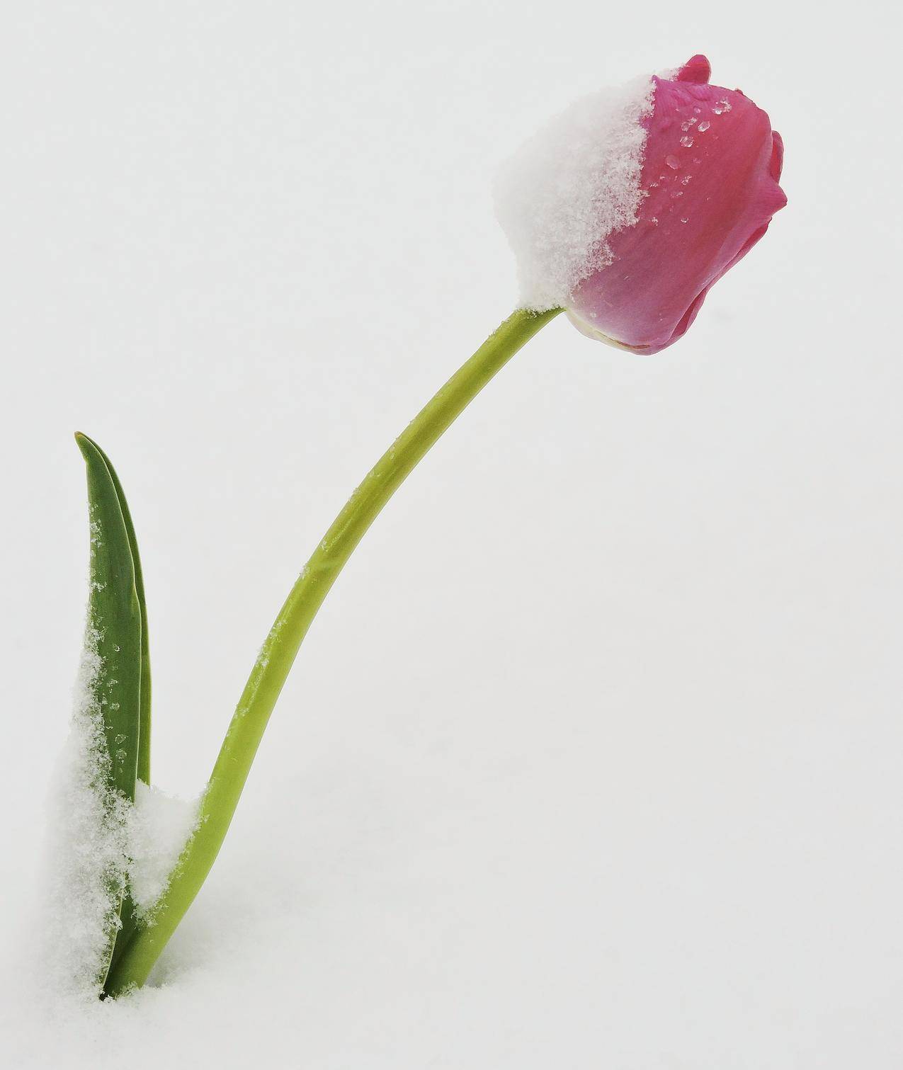 雪上红色郁金香花的图片