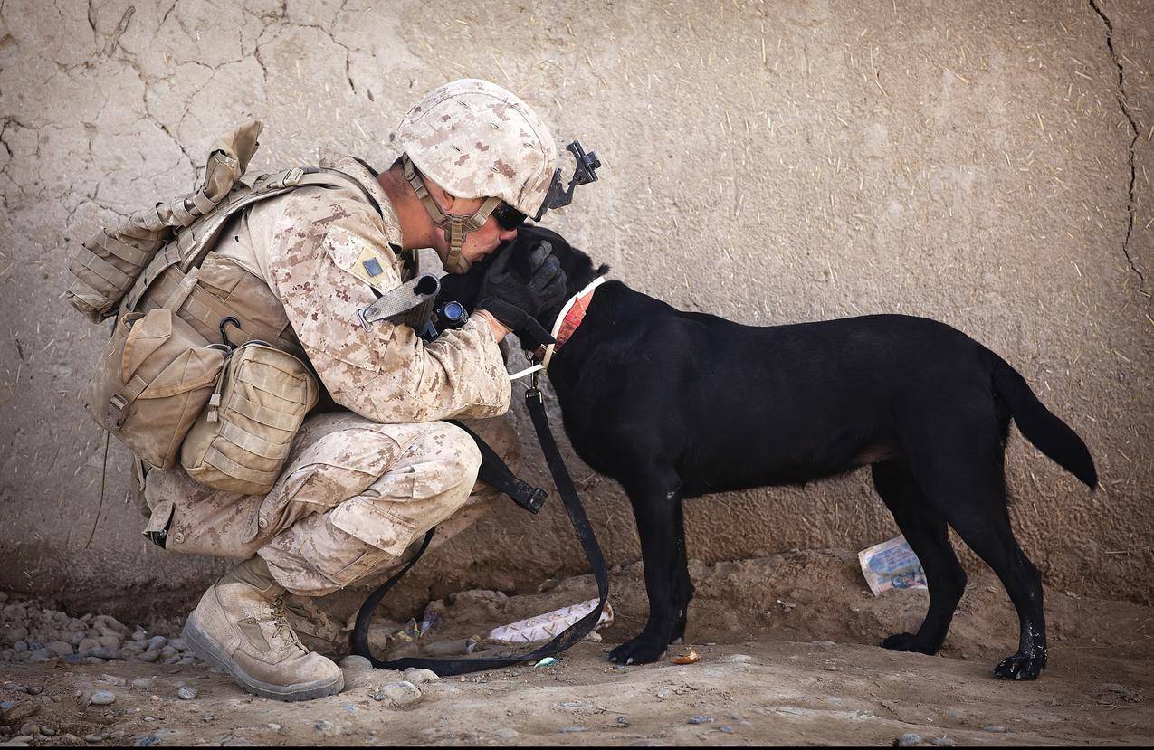 士兵与黑狗拥抱