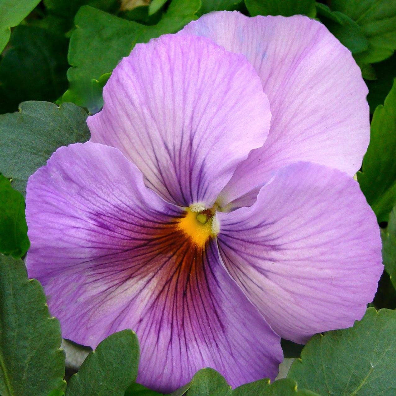 紫色的三色堇高清图片