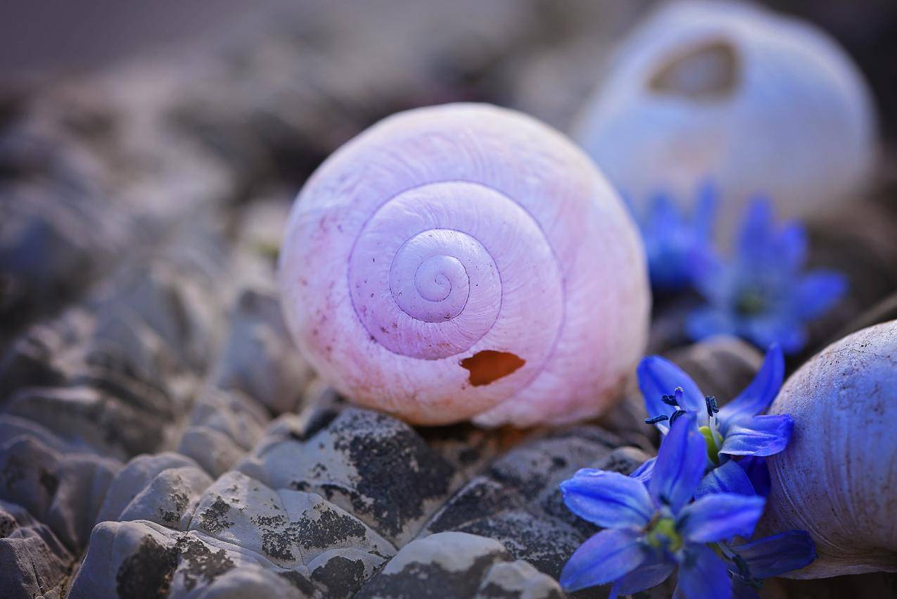 岩石区白蜗牛壳
