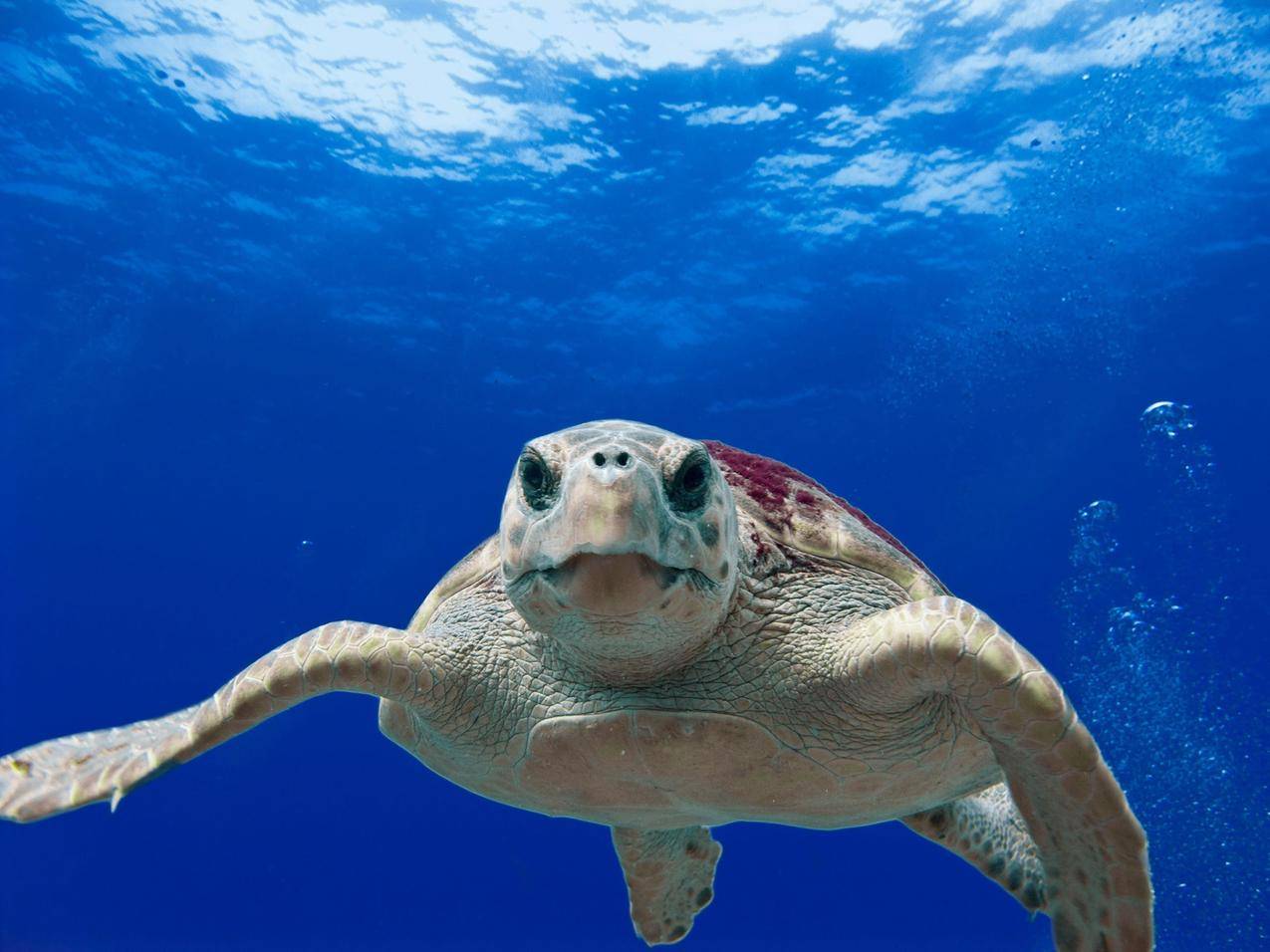 灰绿海龟在水上游泳