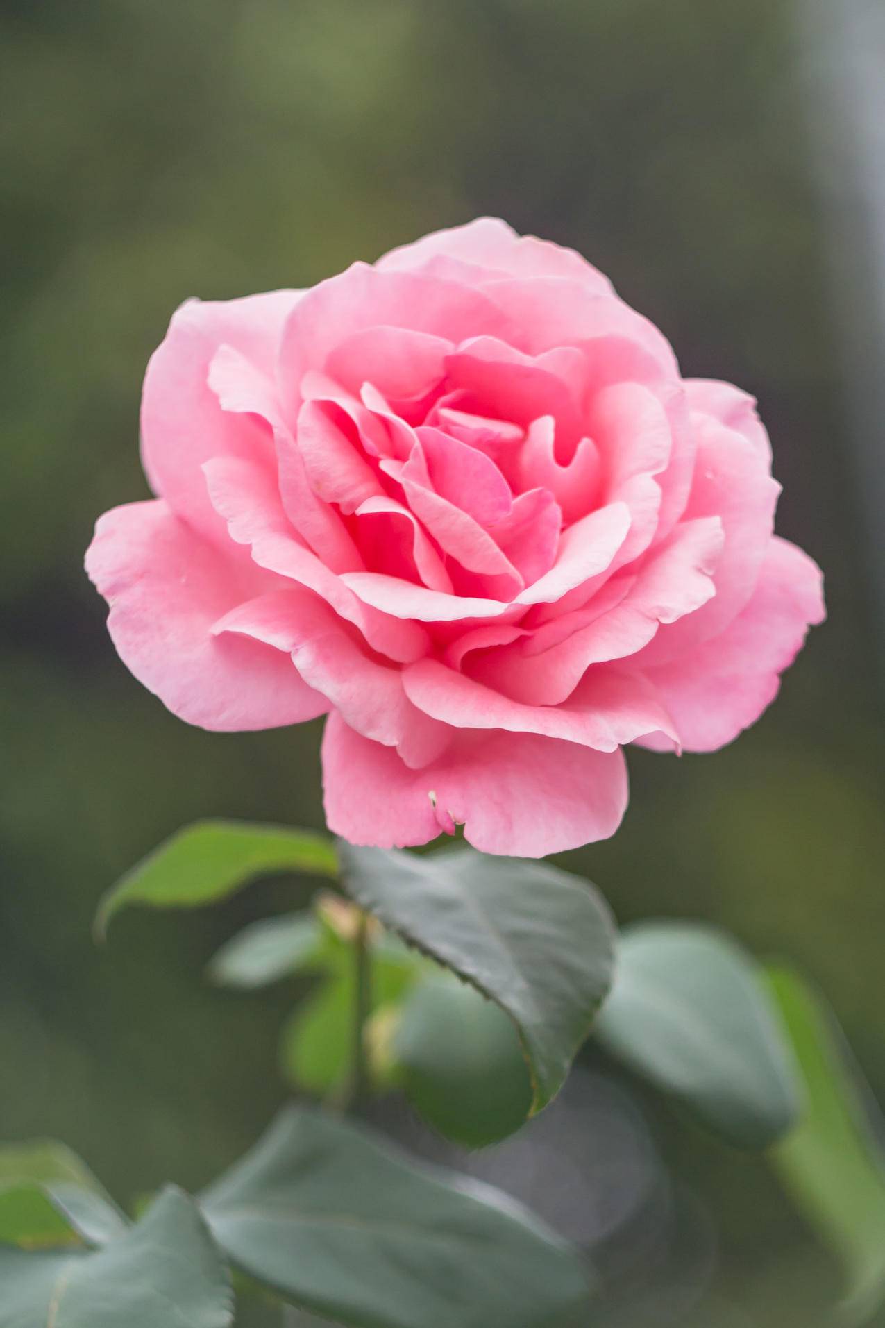 cc0可商用花园图片,花卉,粉色,罗萨