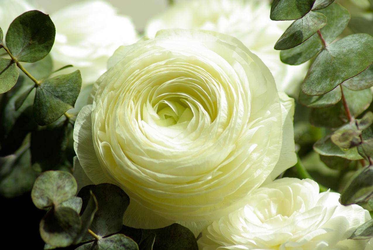 cc0可商用花卉图片,花瓣,植物,白色