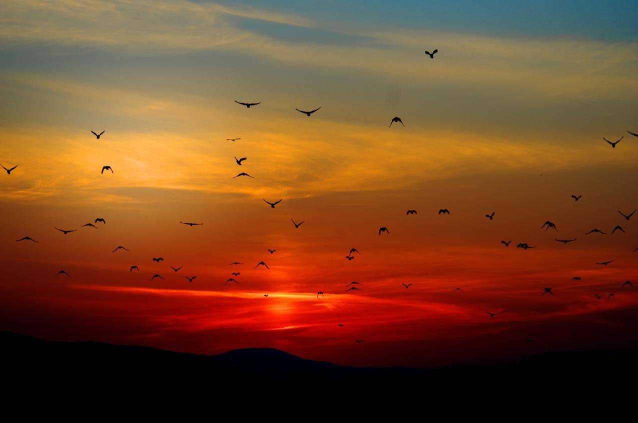日落时山上飞鸟群