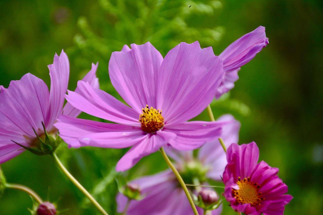 cc0可商用免费高清图片中的紫色宇宙花