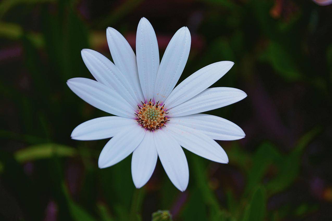 White,Petaled,Flower焦点图片