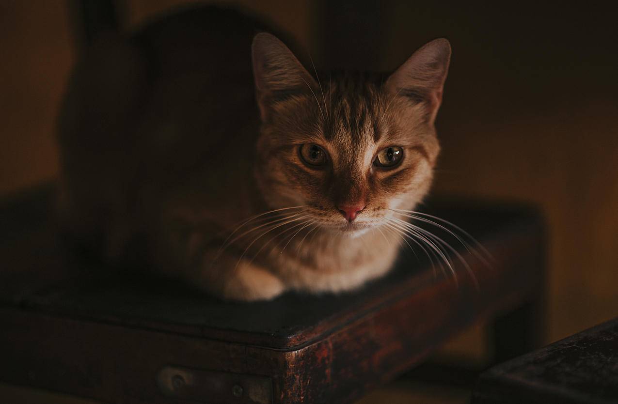 一张躺在木椅上的猫的特写摄影