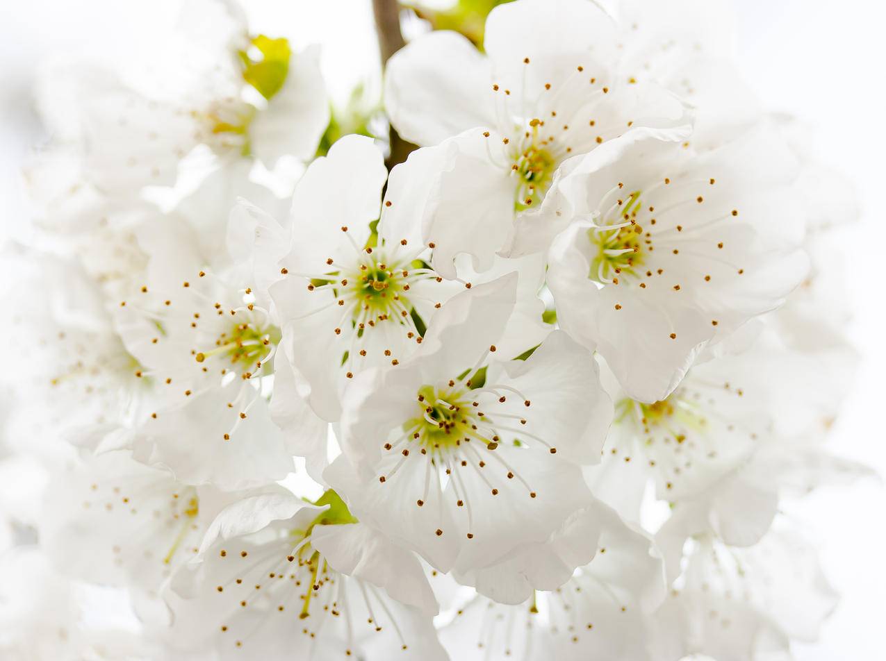 White,Petaled,Flowers特写摄影