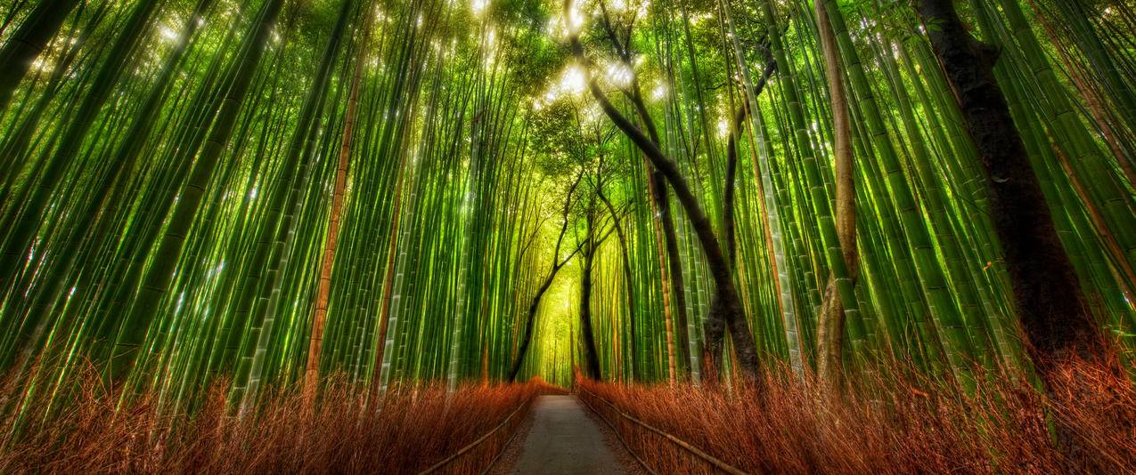 日本京都竹林3440x1440风景壁纸
