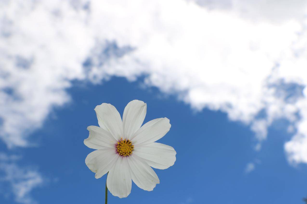 大自然,天空,鲜花,蓝天的cc0可商用高清图片