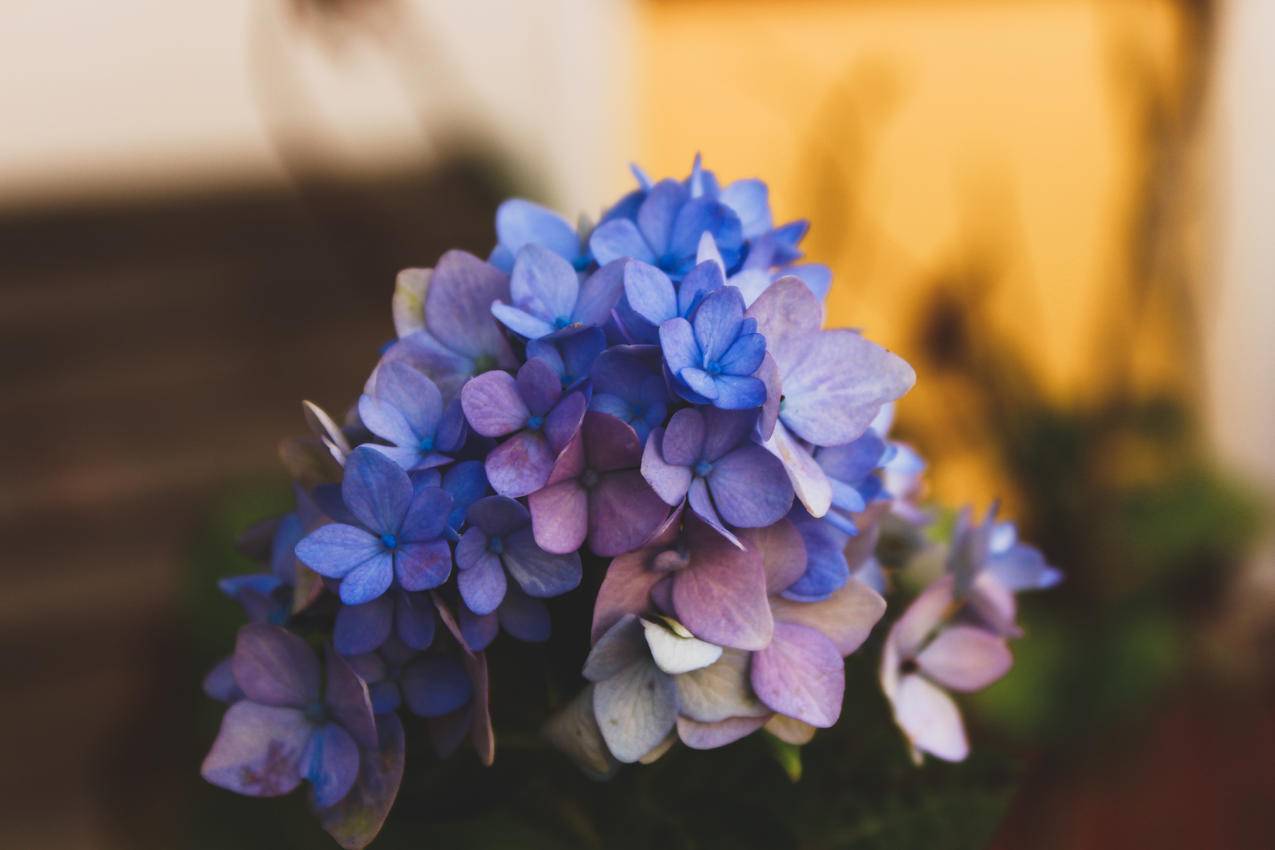 蓝绣球花的选择性聚焦摄影