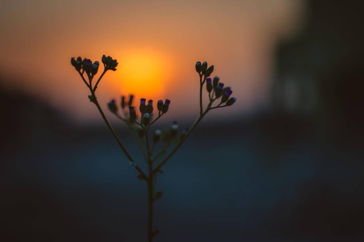 日出时的花盛开