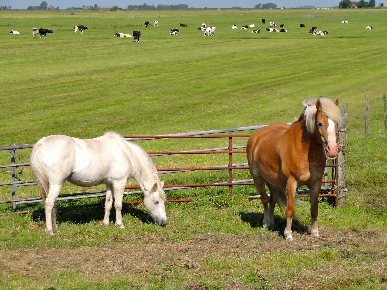 牧场的马匹与牛的图片