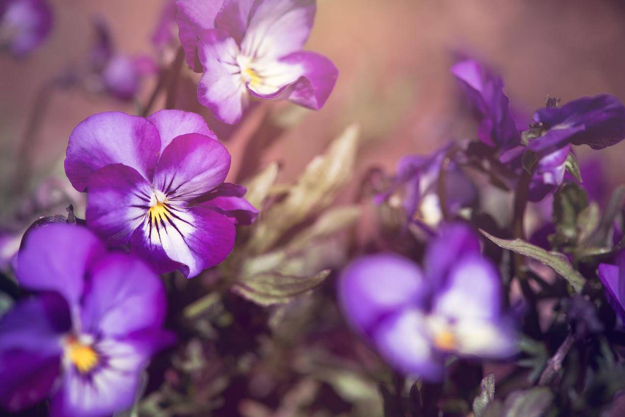 自然,鲜花,紫色,花园cc0可商用高清图片