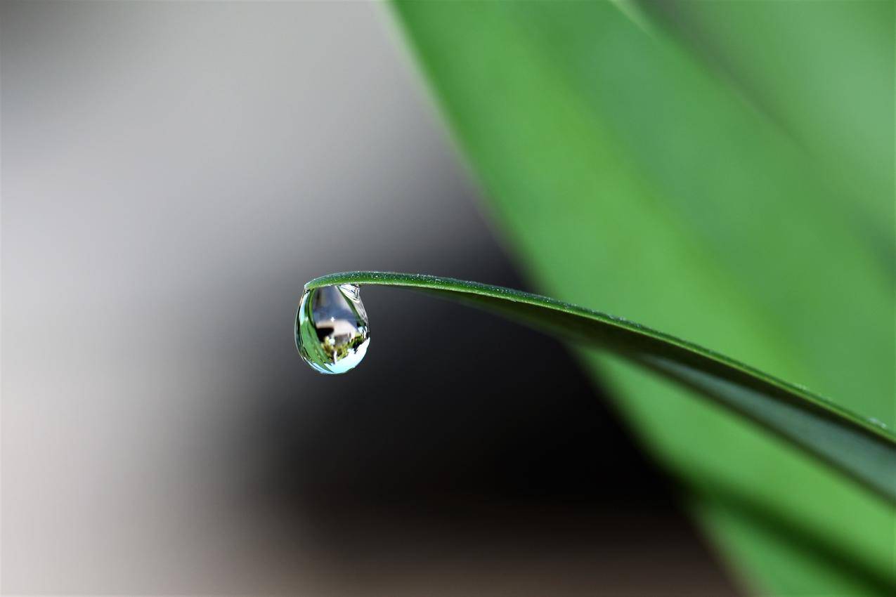 水,花园,草,植物cc0可商用图片