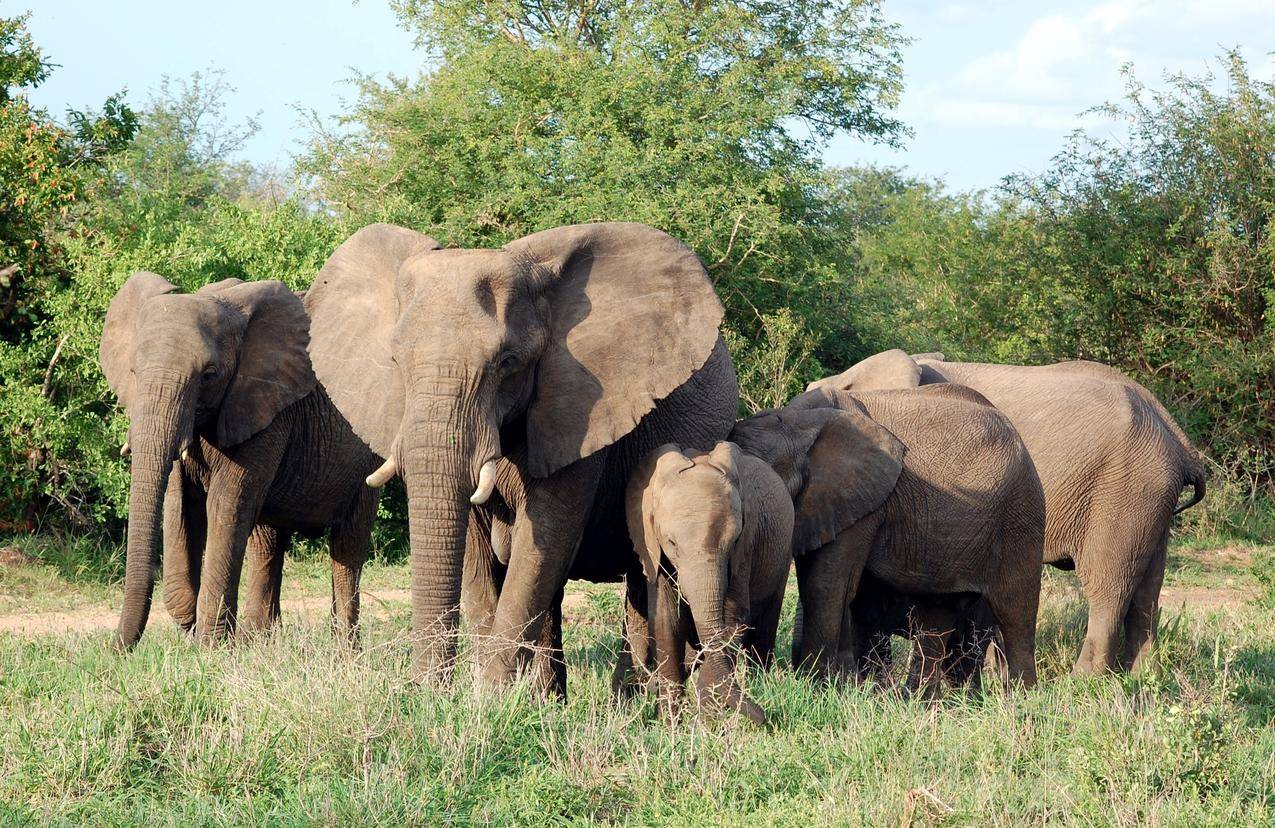 非洲野生动物园大象家庭图片