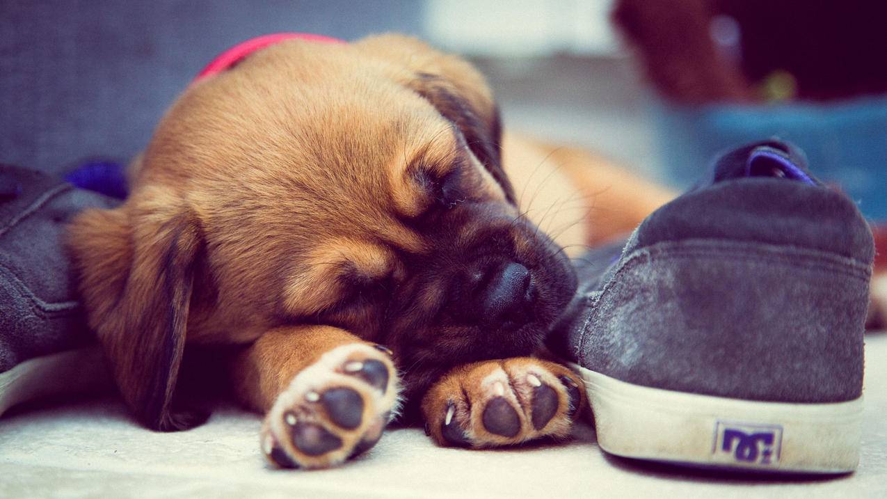 棕色棕色小狗睡在灰色DC溜冰鞋旁边