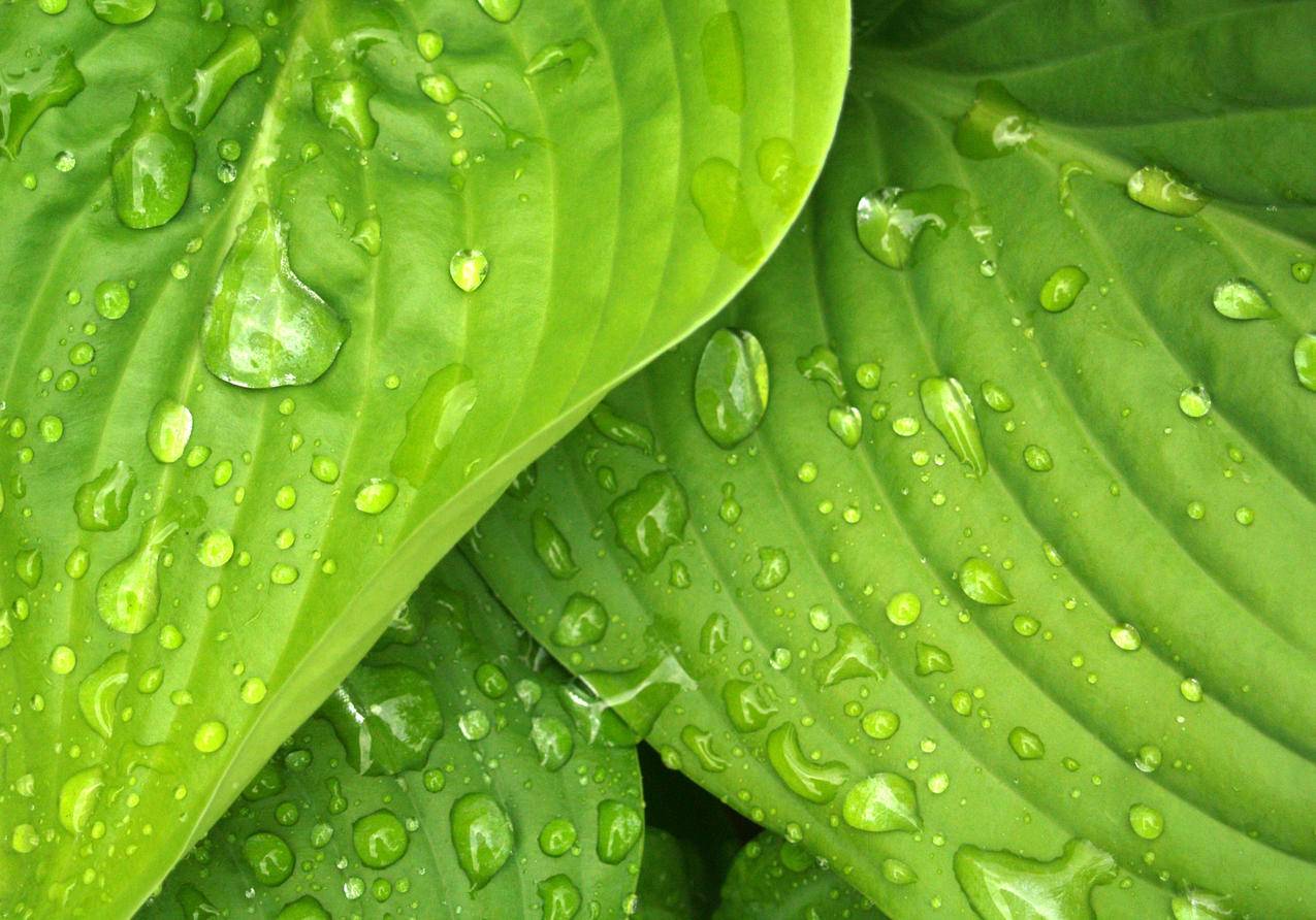 树叶,雨水,绿色,水滴cc0可商用图片