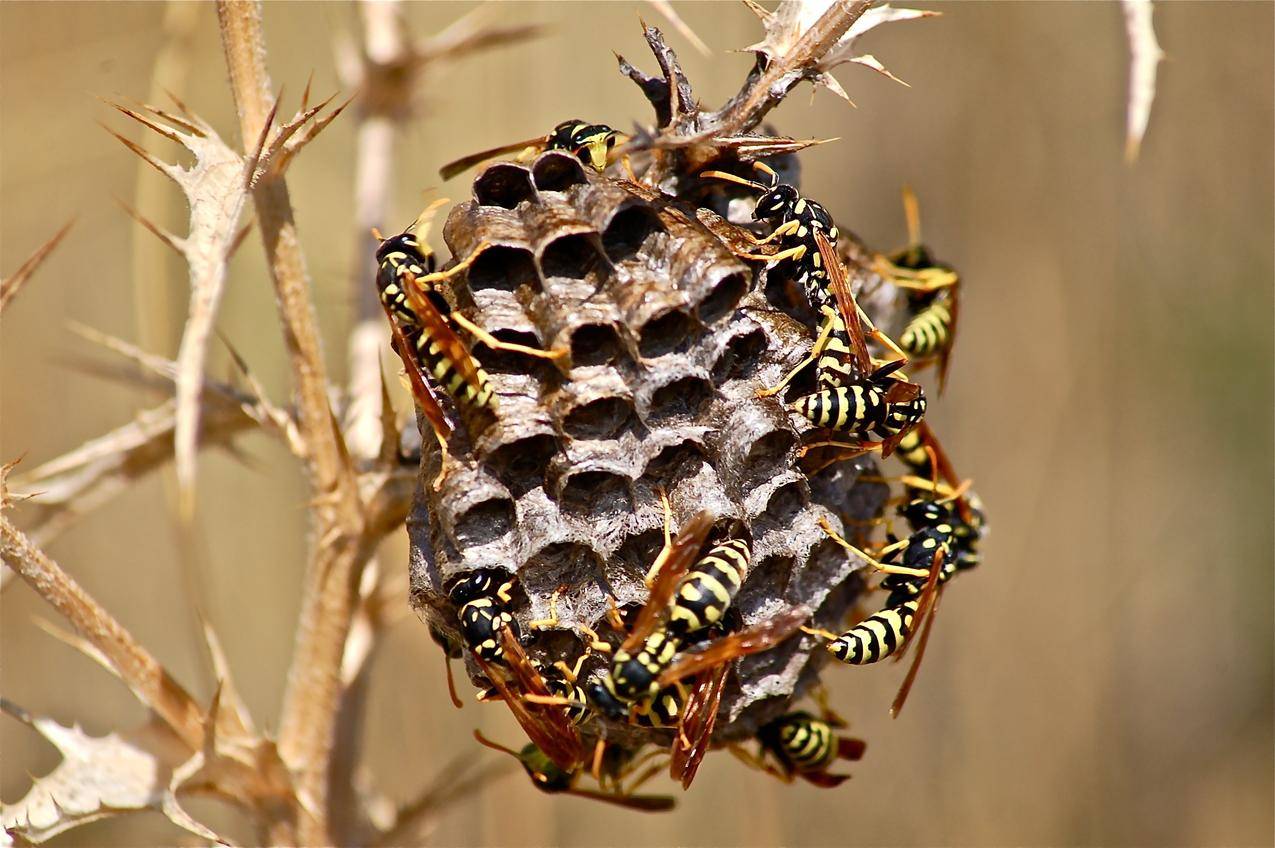 Japanese Twitter user shows how to keep wasps away from your home in ...