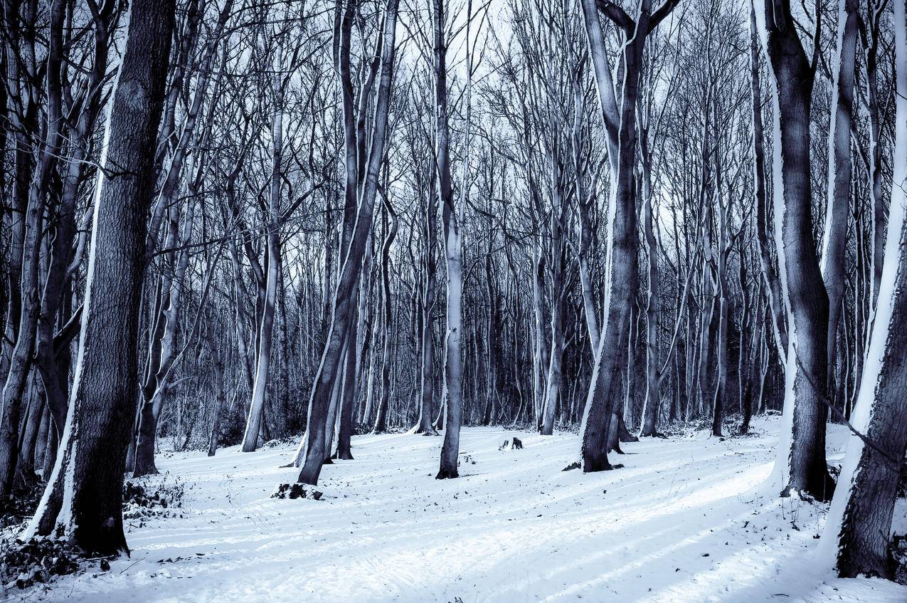 cc0可商用高清的雪,雪,自然,森林图片