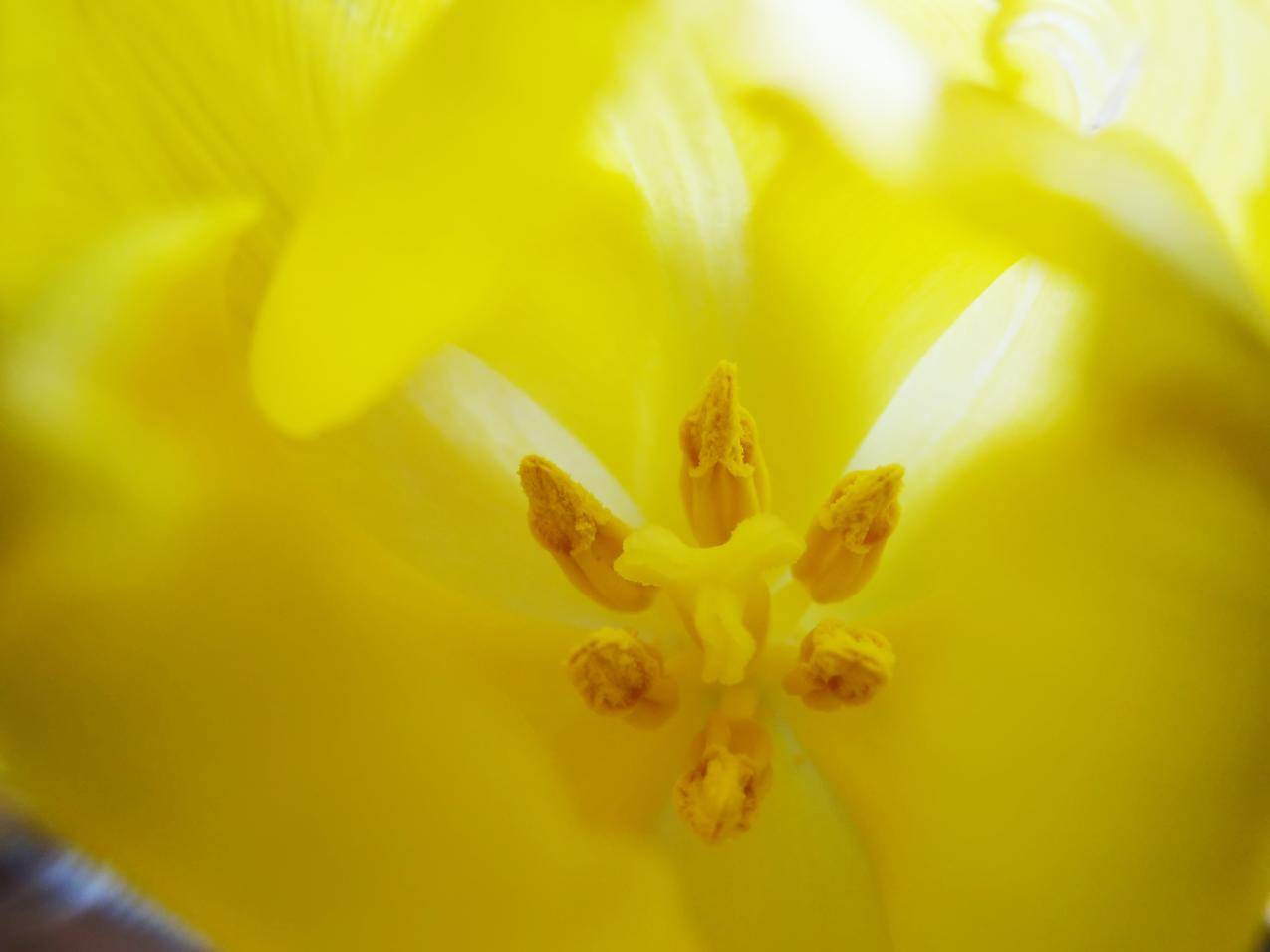 黄色的花蕊高清图片