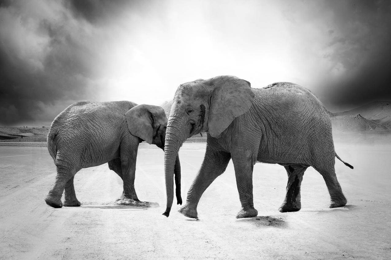 2头大象的灰阶照片