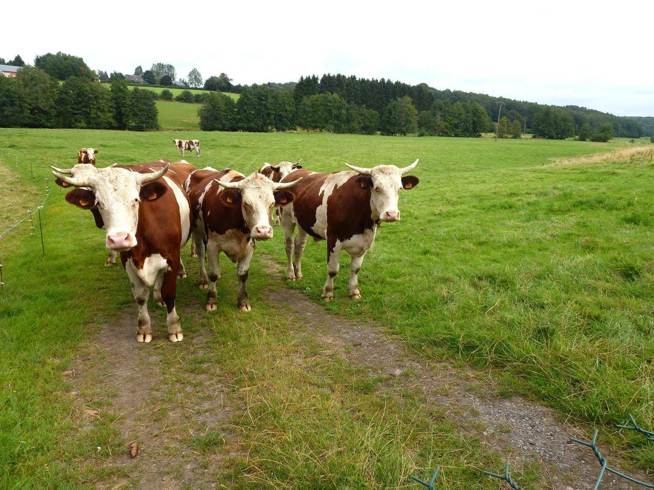牧场草地上的黄牛牛群图片