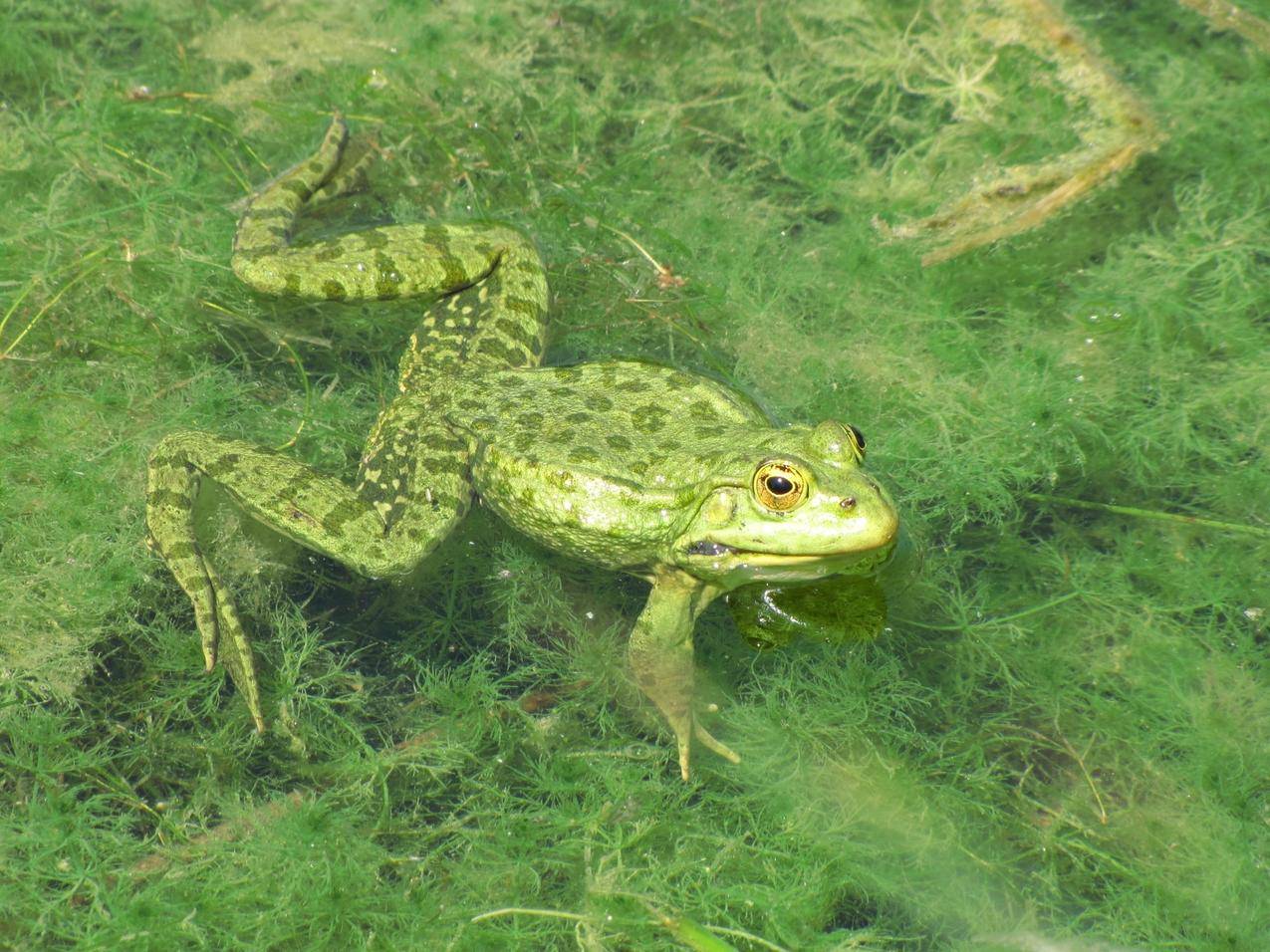 水中的绿色青蛙高清图片