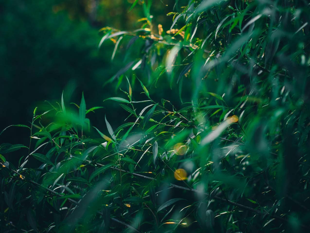 白天绿叶植物