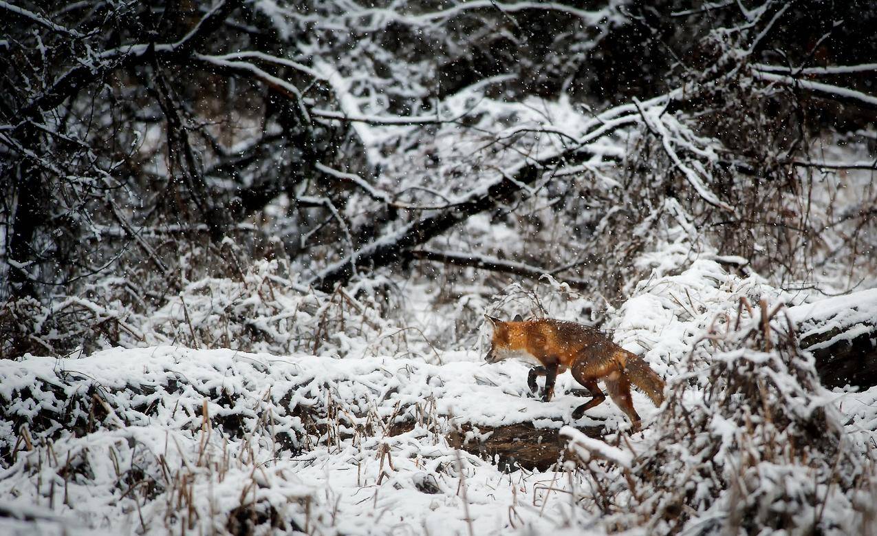 Forest雪域狐